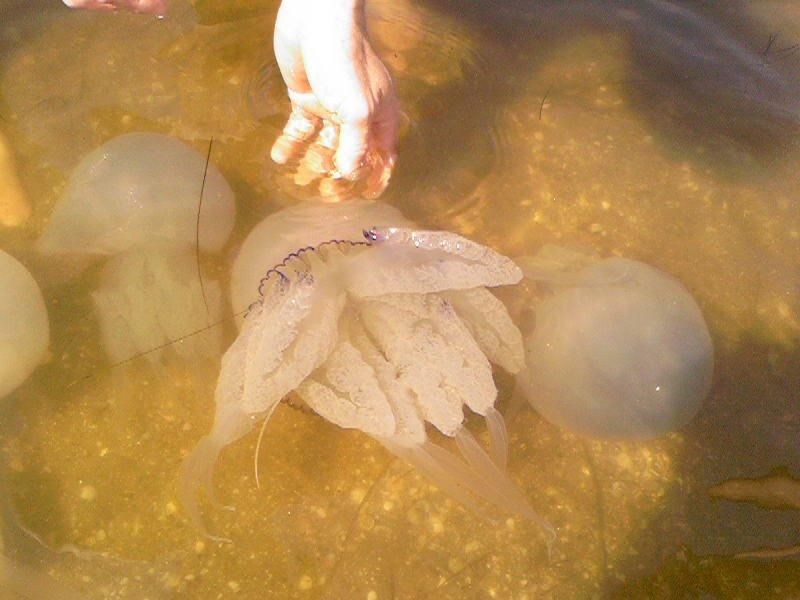 Приморське з panoramio.com - Приморское