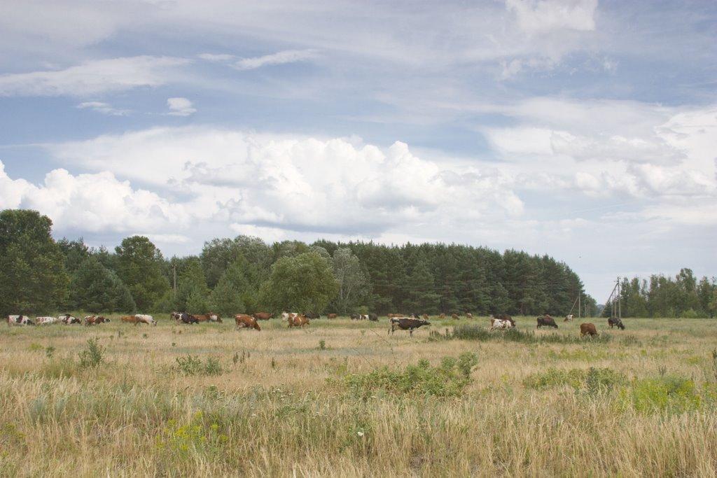 Куцеволівка з panoramio.com - Куцеволівка