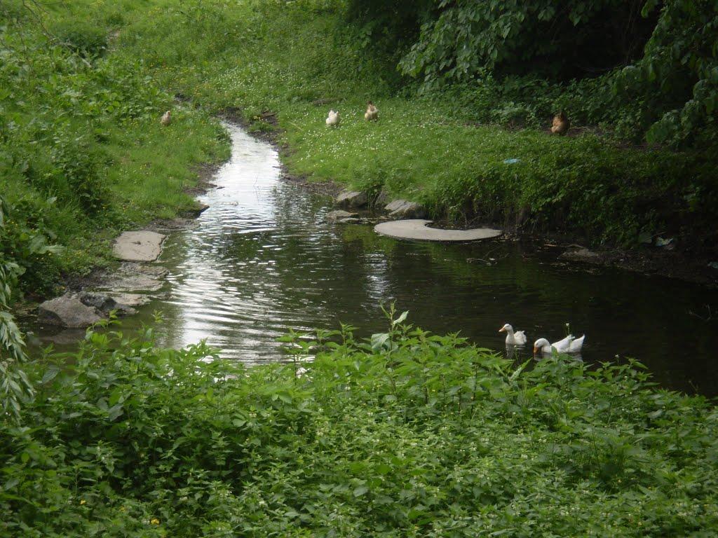 Білогородка з panoramio.com - Білогородка