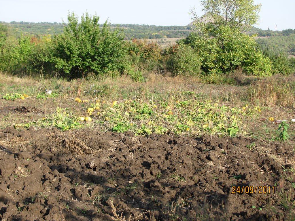 Комісарівка з panoramio.com - Комісарівка
