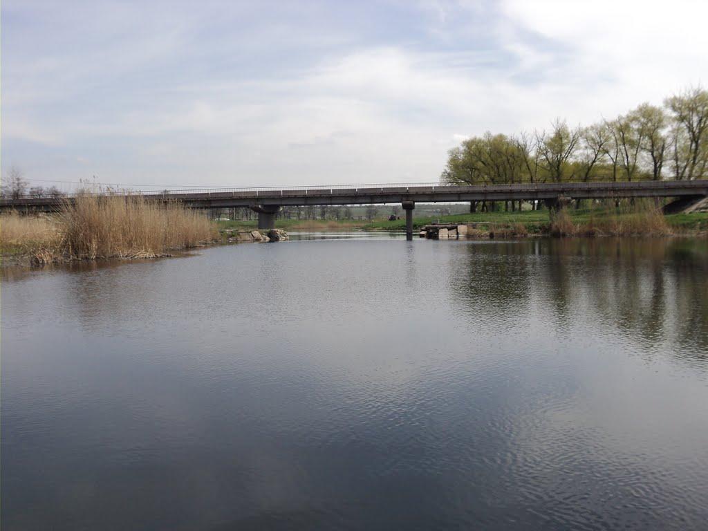 Комар з panoramio.com - Комар