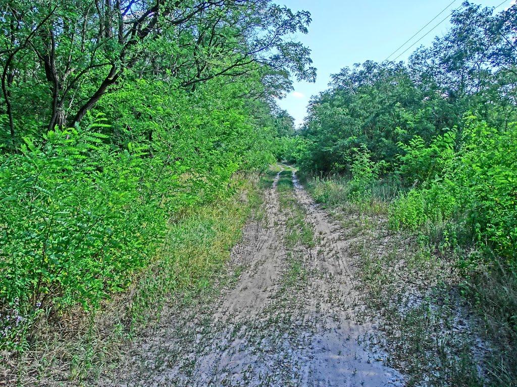 Пустельникове з panoramio.com - Пустельникове