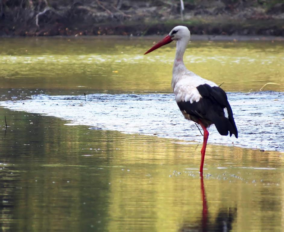 Яськи з panoramio.com - Яськи