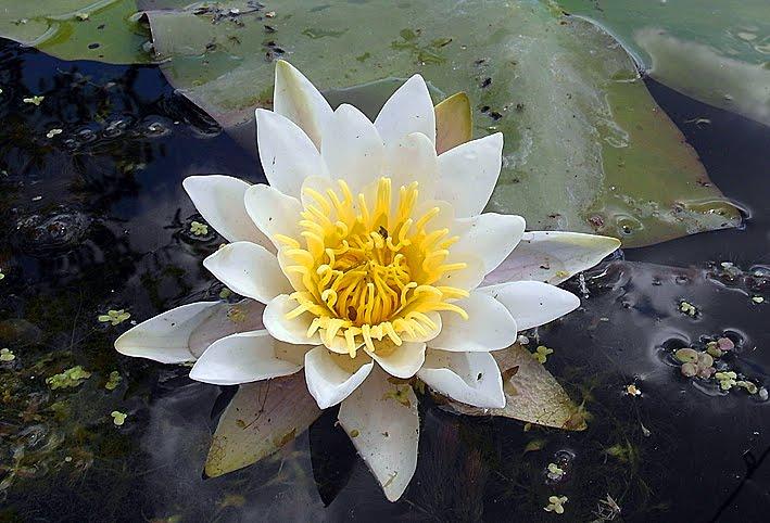 Красна Лука з panoramio.com - Красна Лука