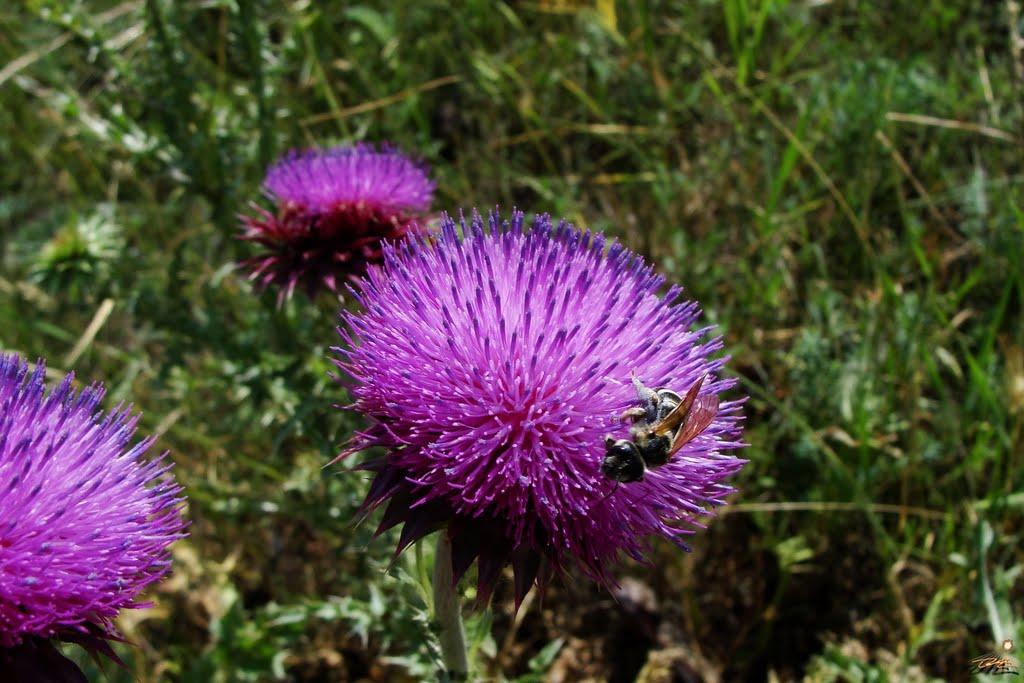 Очаків з panoramio.com - Очаків