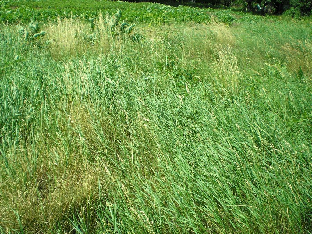 Маньківка з panoramio.com - Маньківка