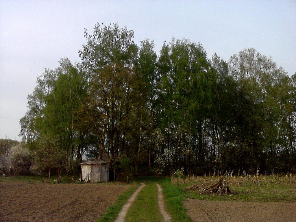 Куликівка з panoramio.com - Куликівка