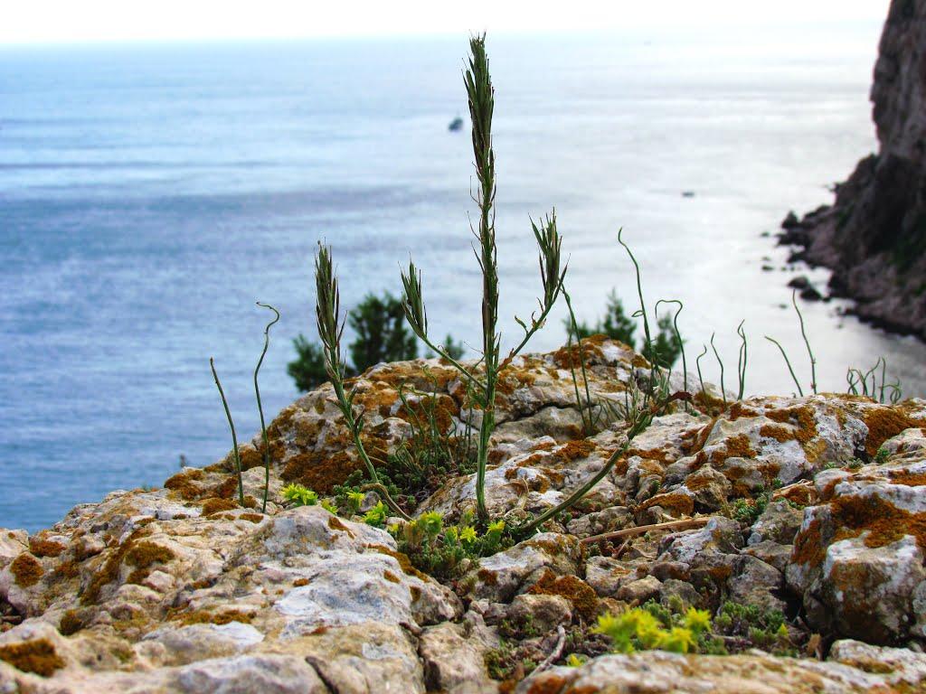 Севастополь з panoramio.com (ч.16) - Севастополь