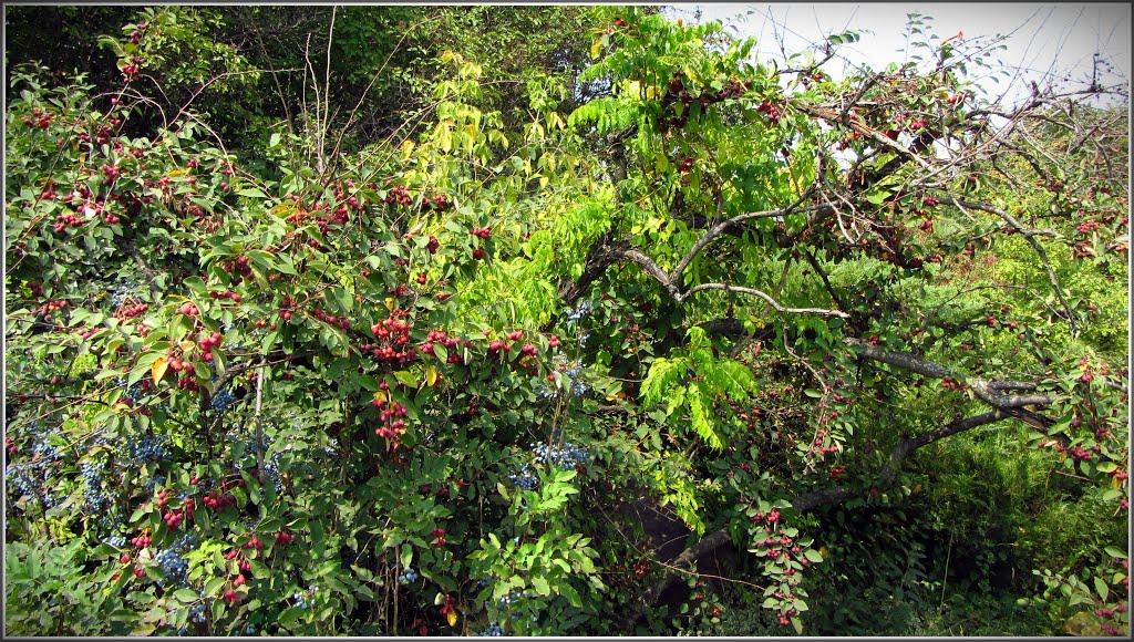 Кам'яне Поле з panoramio.com - Каменное Поле