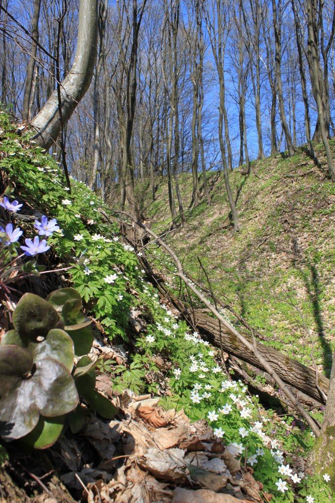 Городець з panoramio.com - Городец