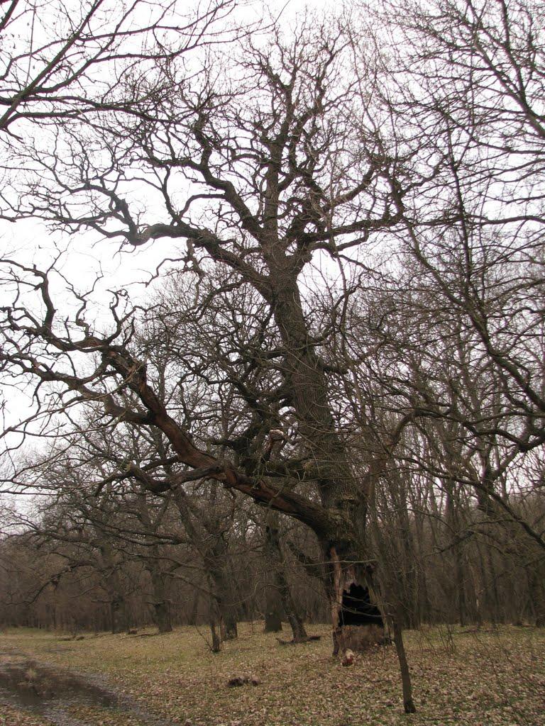 Булахівка з panoramio.com - Булахівка