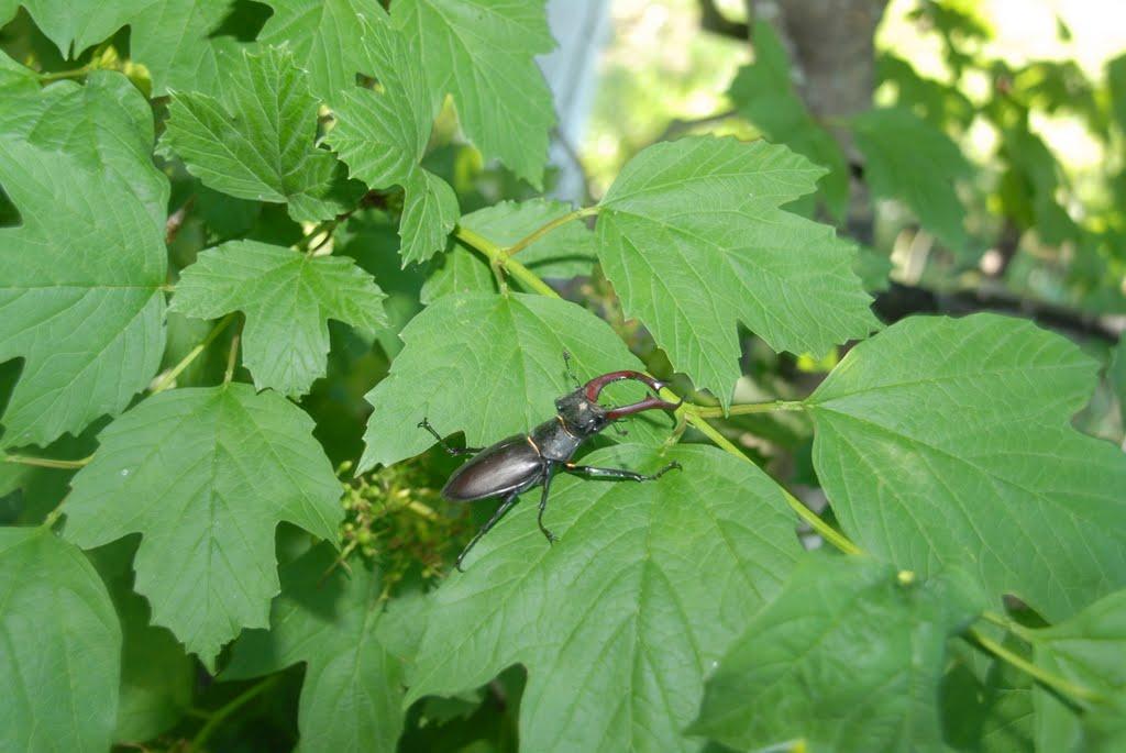 Горошівці з panoramio.com - Горошівці