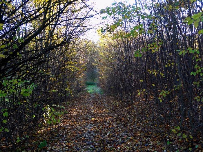 Корчів з panoramio.com - Корчів