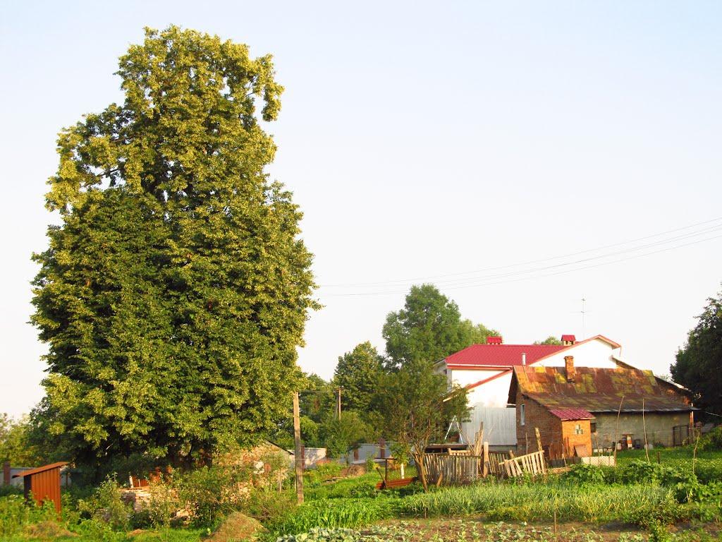 Кролевець з panoramio.com - Кролевец