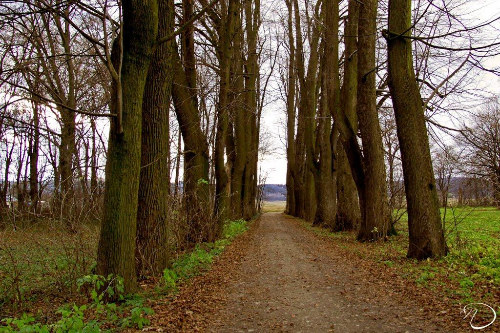 Трушевичі з panoramio.com - Трушевичі