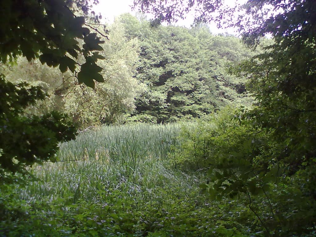 Божиківці з panoramio.com - Bozhykivtsi