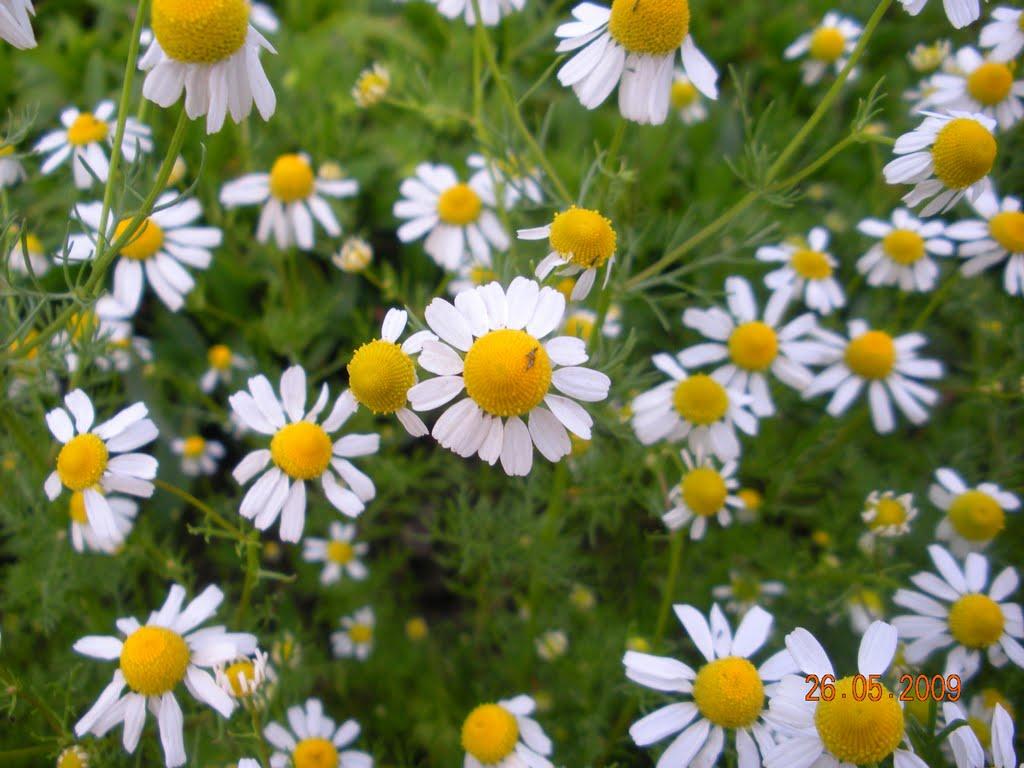 Комсомольське з panoramio.com - Комсомольське