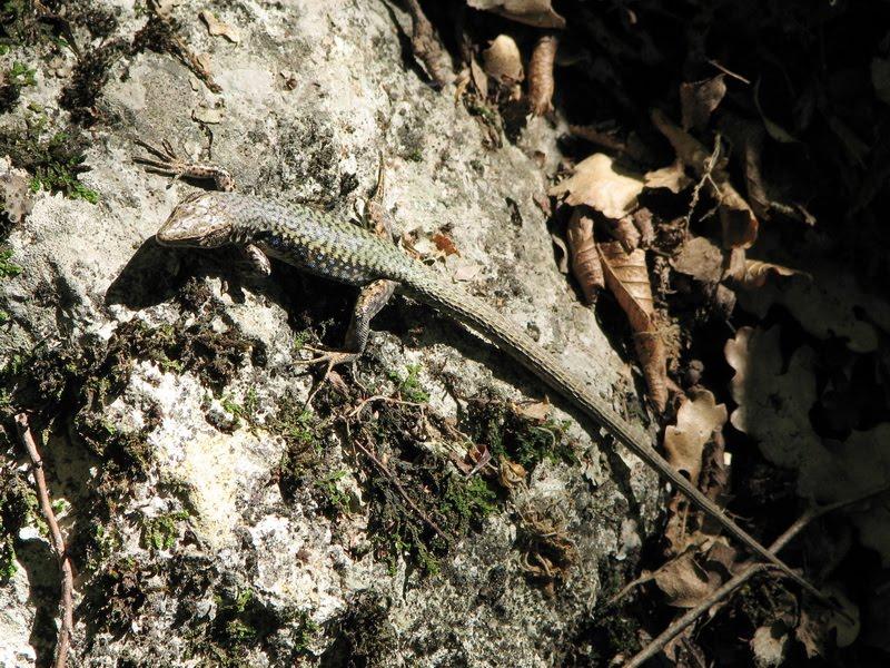 Виноградне з panoramio.com - Виноградное