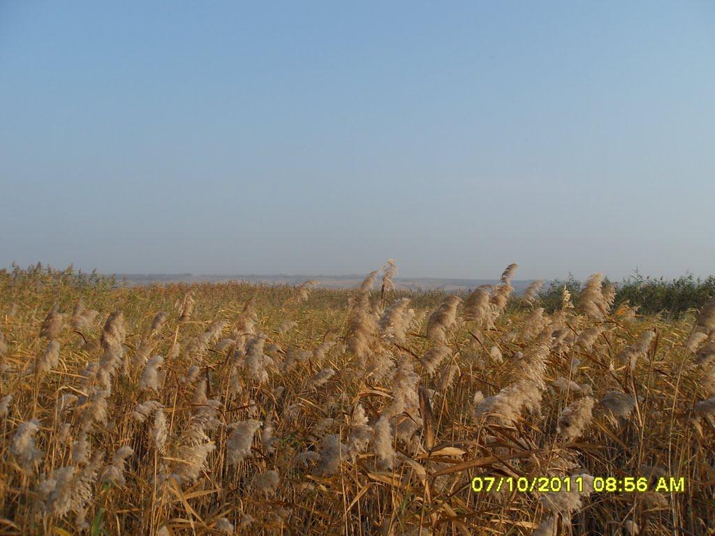 Привілля з panoramio.com - Приволье