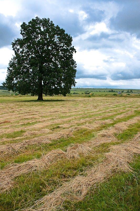 Середнє з panoramio.com - Середнє