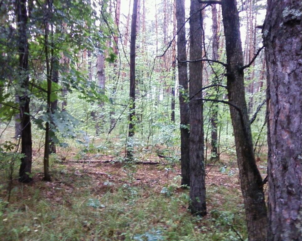 Мигалки з panoramio.com - Мигалки