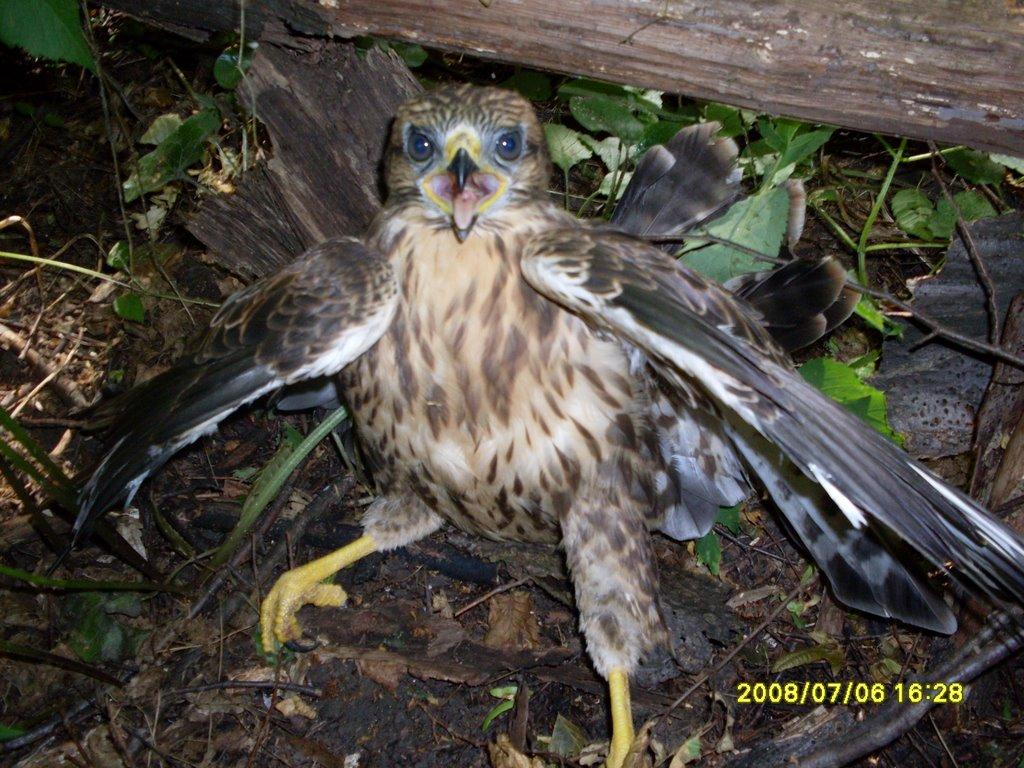 Ладижин з panoramio.com (ч.2) - Ладижин