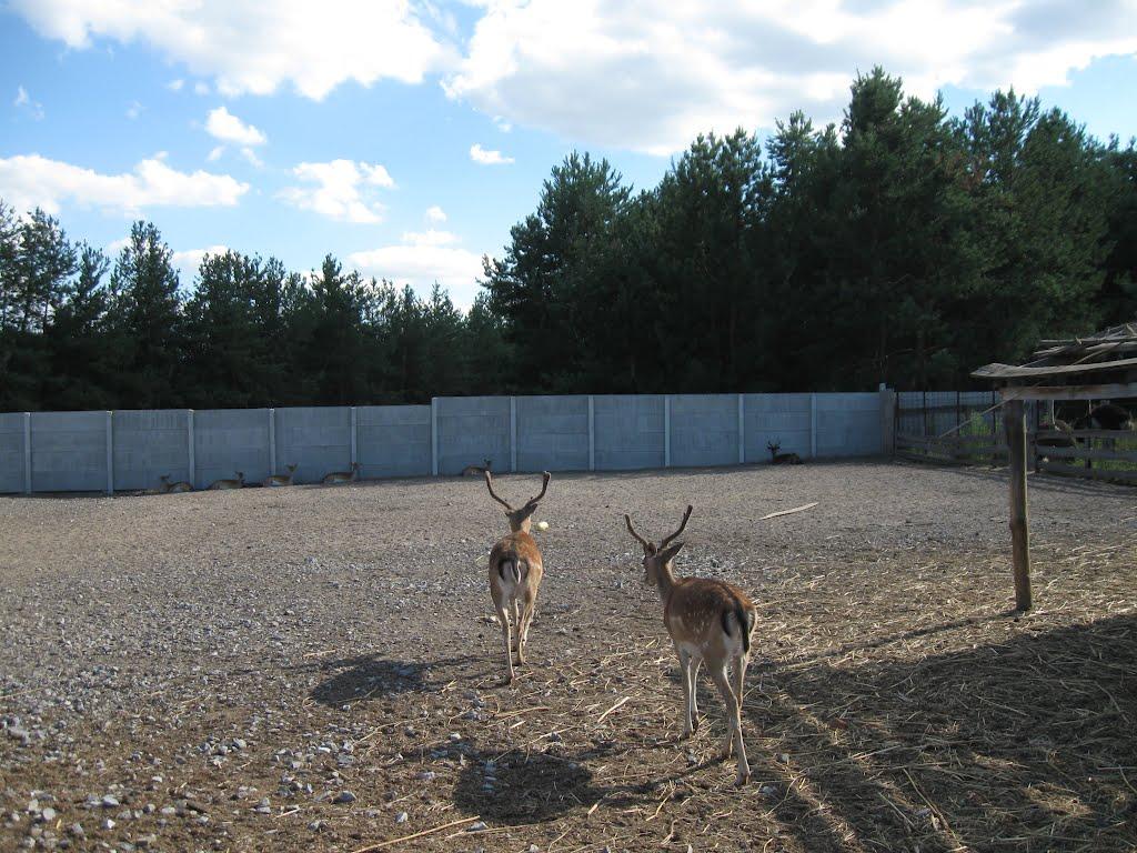 Ямпіль з panoramio.com - Ямпіль