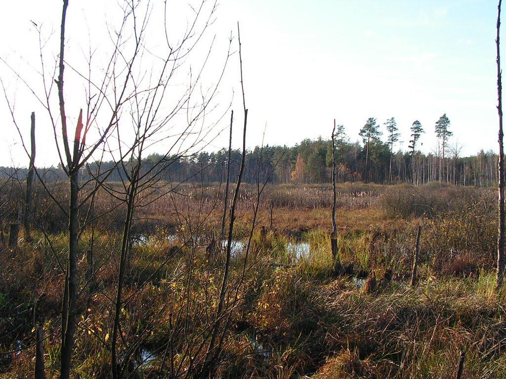 Кошари з panoramio.com - Кошари