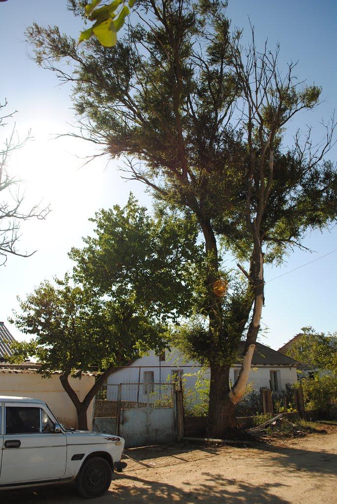 Вересаєве з panoramio.com - Вересаєве