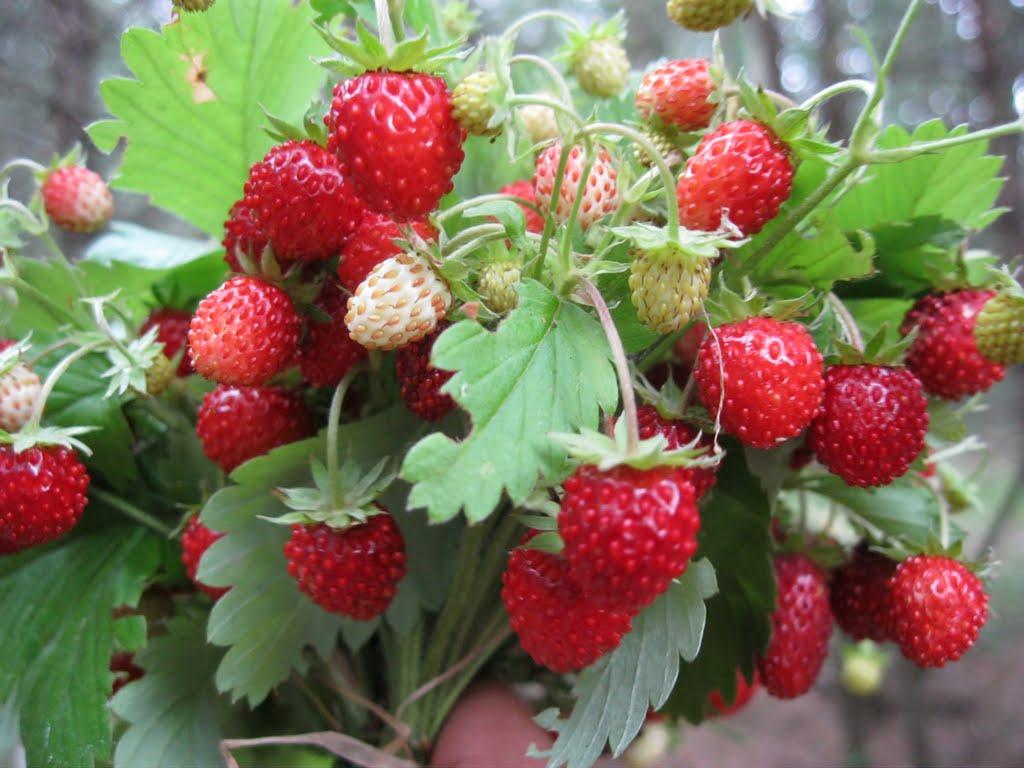 Жовтневе з panoramio.com - Жовтневе