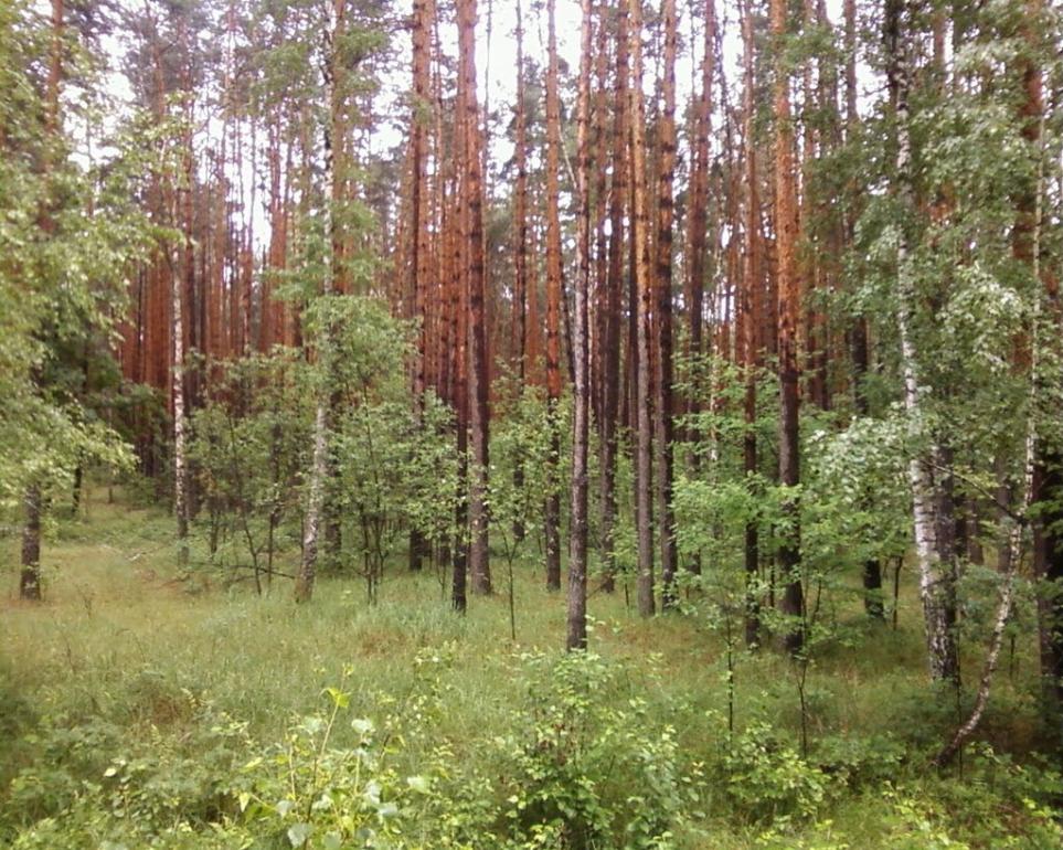 Мигалки з panoramio.com - Мигалки