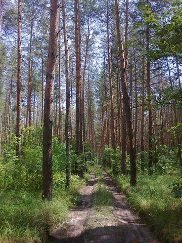 Дробишеве з panoramio.com - Дробишеве