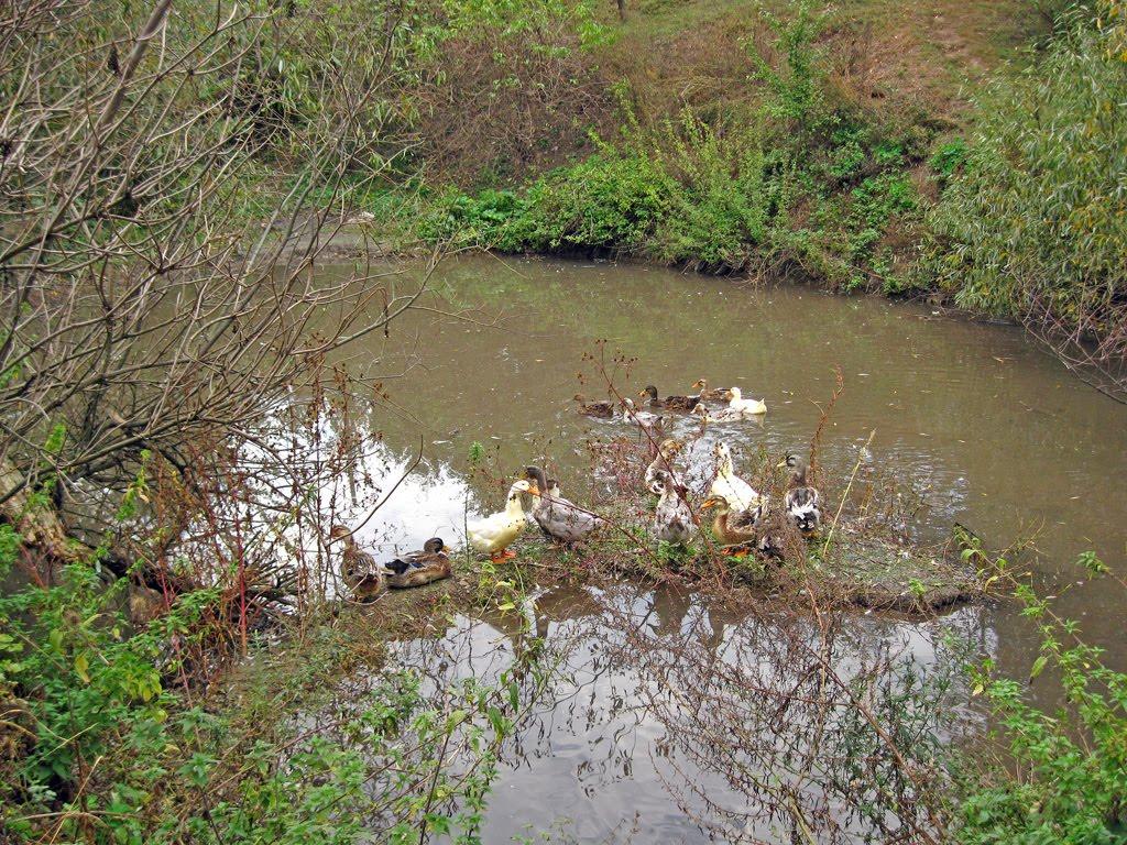Нікішине з panoramio.com - Никишино