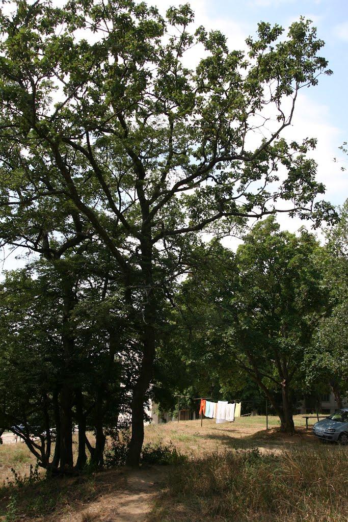 Научний з panoramio.com - Научний