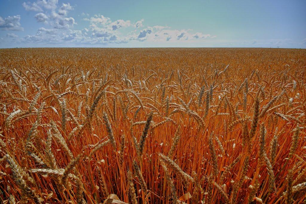 Вітине з panoramio.com - Вітине