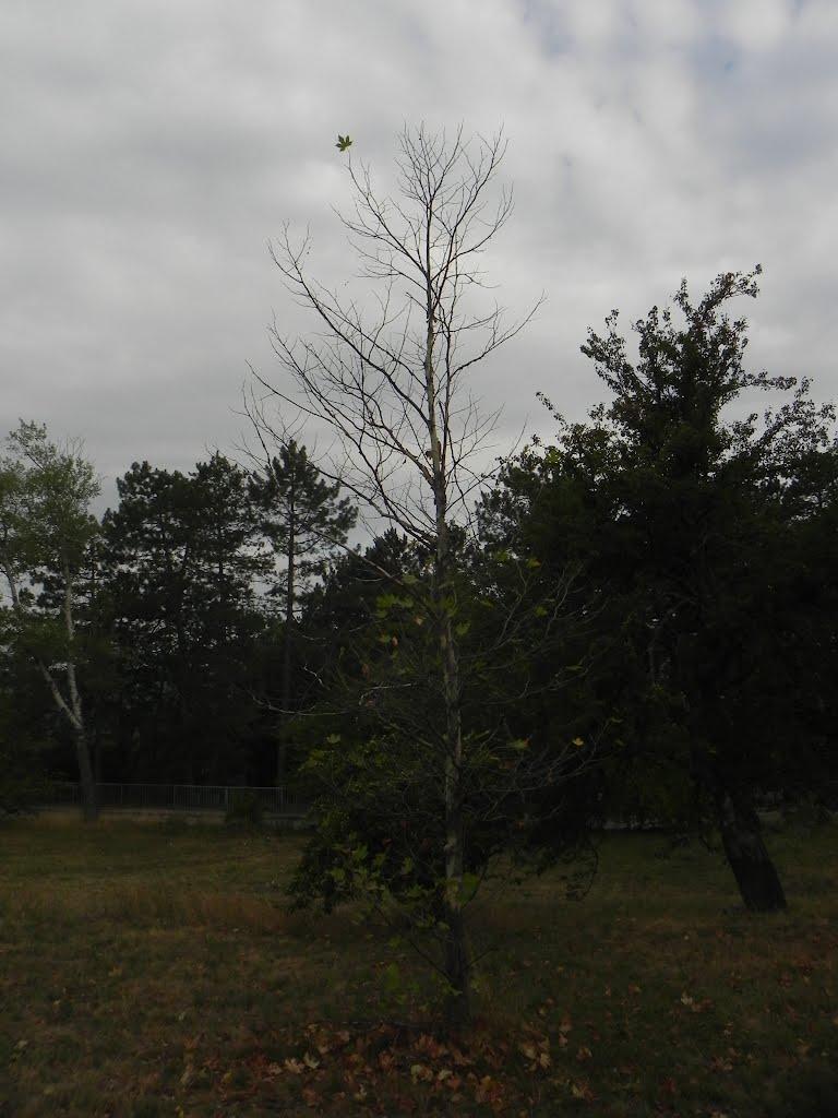 Научний з panoramio.com - Научний