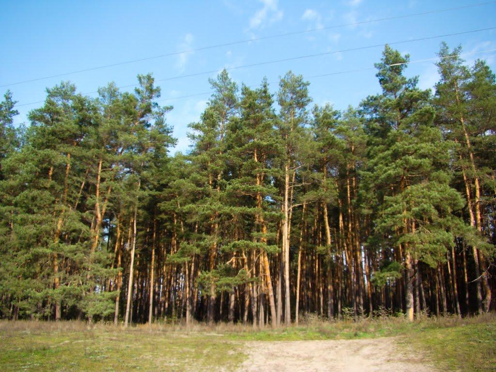 Косарі з panoramio.com (ч.2) - Косари