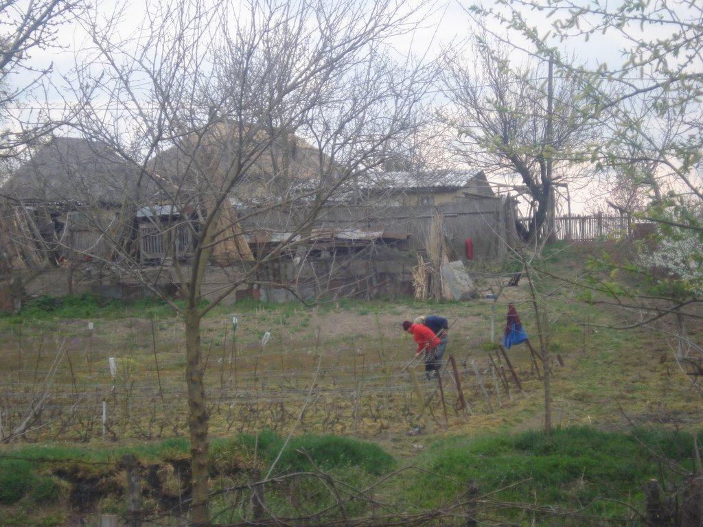 Кілія з panoramio.com (ч.2) - Килия