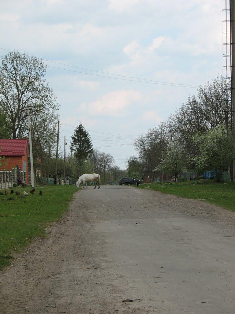 Давидківці з panoramio.com - Давыдковцы