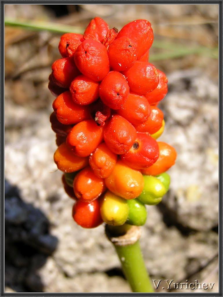 Оленівка з panoramio.com (ч.3) - Оленівка