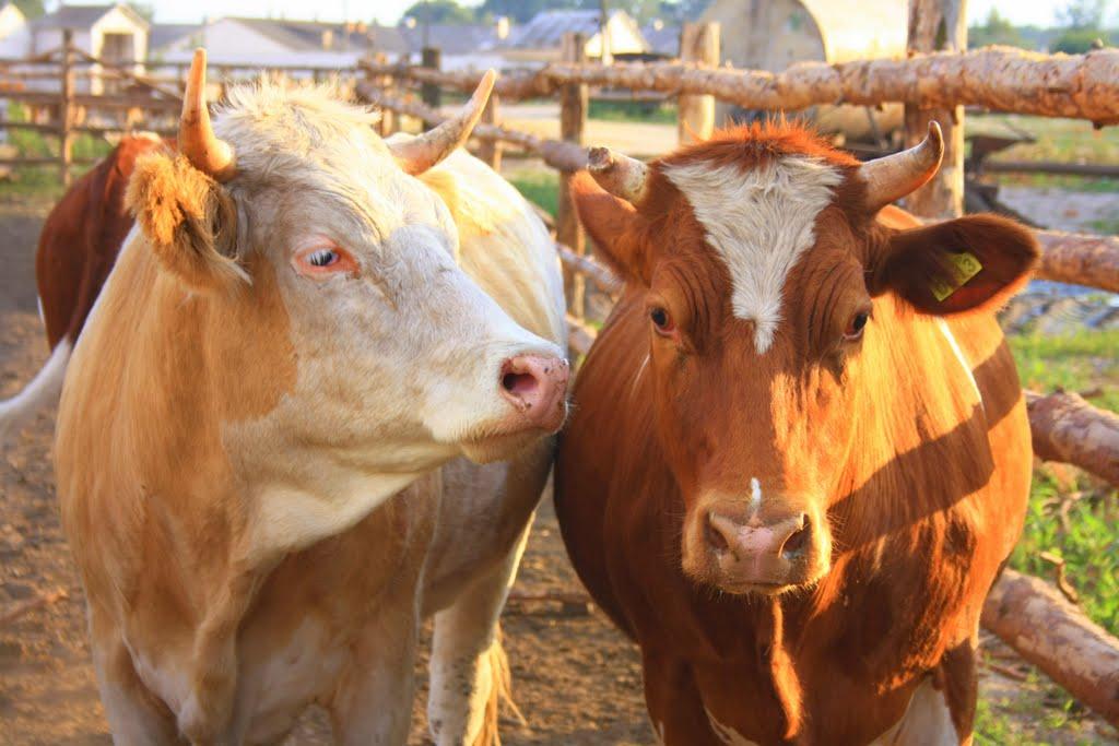 Максимівка з panoramio.com - Максимівка