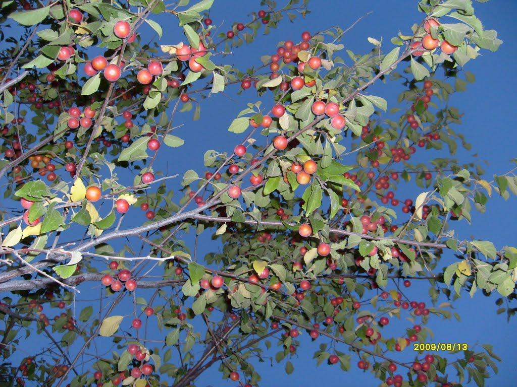 Севастополь з panoramio.com (ч.16) - Севастополь