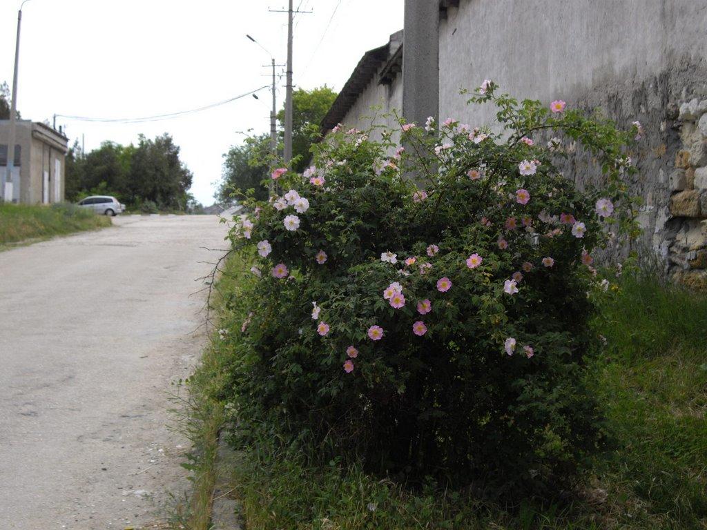 Сімферополь з panoramio.com (ч.13) - Сімферополь