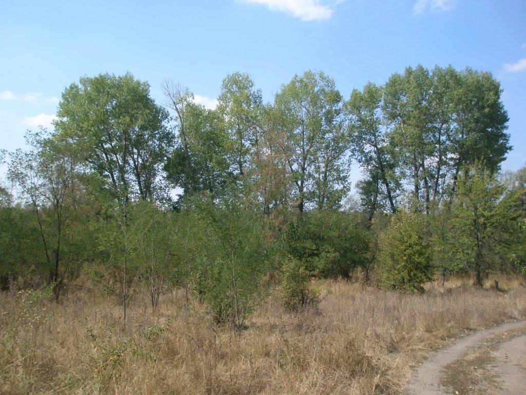 Синюхин Брід з panoramio.com - Синюхин Брід