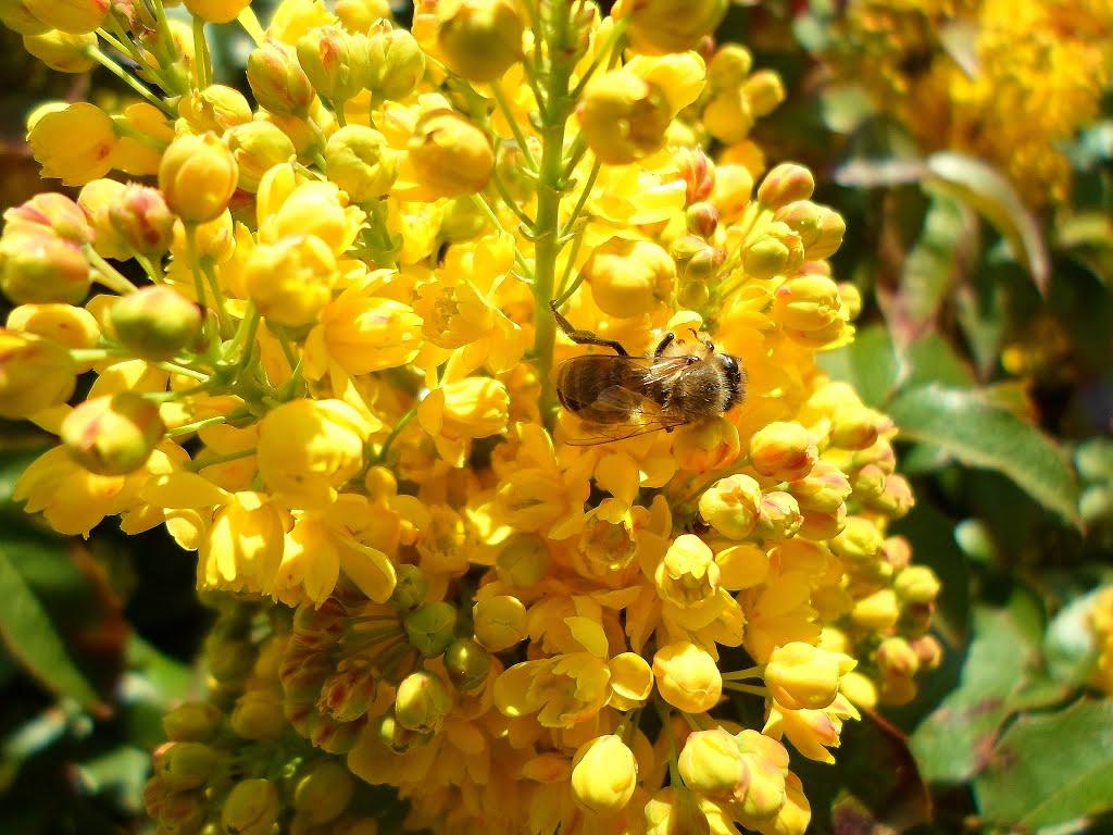 Бердянськ з panoramio.com (ч.3) - Бердянськ