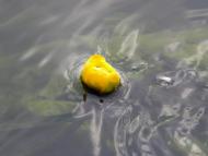 Першотравенськ з panoramio.com