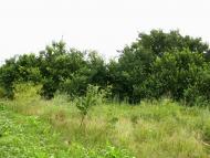 Лиманське з panoramio.com