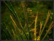 Три Копці з panoramio.com