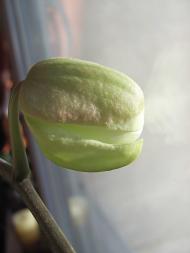 Розівка з panoramio.com (ч.2)