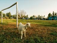 Кароліно-Бугаз з panoramio.com